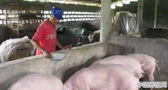 猪养殖遇到的问题有哪些 - 中国养殖网