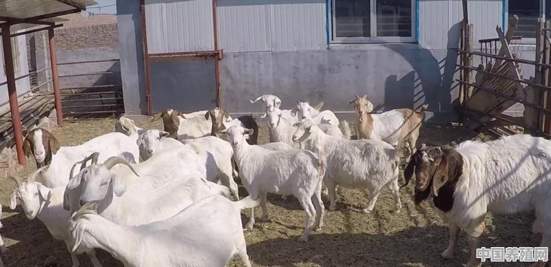 唐山玉田这边养殖波尔山羊前景怎么样 - 中国养殖网