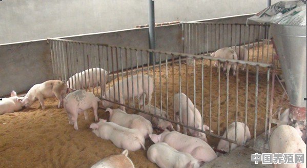 如何控制养猪场猪病发病率 - 中国养殖网