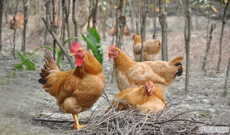 鸡厂的下蛋老母鸡能吃吗 - 中国养殖网