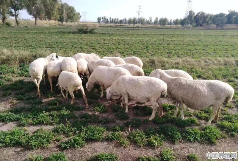 一亩玉米杆可以养多少羊 - 中国养殖网