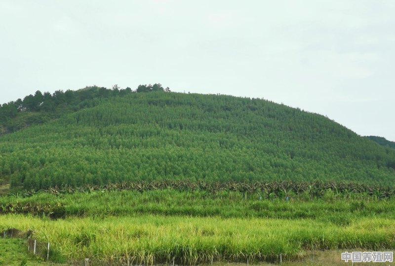 朋友叫去广西包山砍树，有前途吗 - 中国养殖网