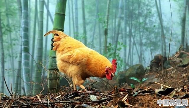 湖南鸡是不是土鸡 - 中国养殖网