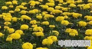 天人菊怎么养殖视频 - 中国养殖网