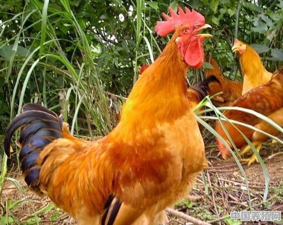 跑山鸡怎么养殖二百只1天能吃料 - 中国养殖网