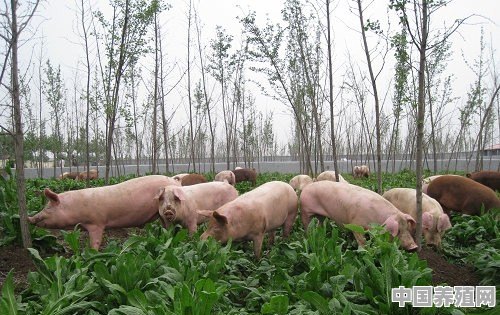 三元猪为什么不能林下放养 - 中国养殖网