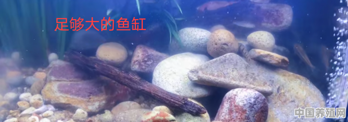 水产养殖石板鱼图片 - 中国养殖网