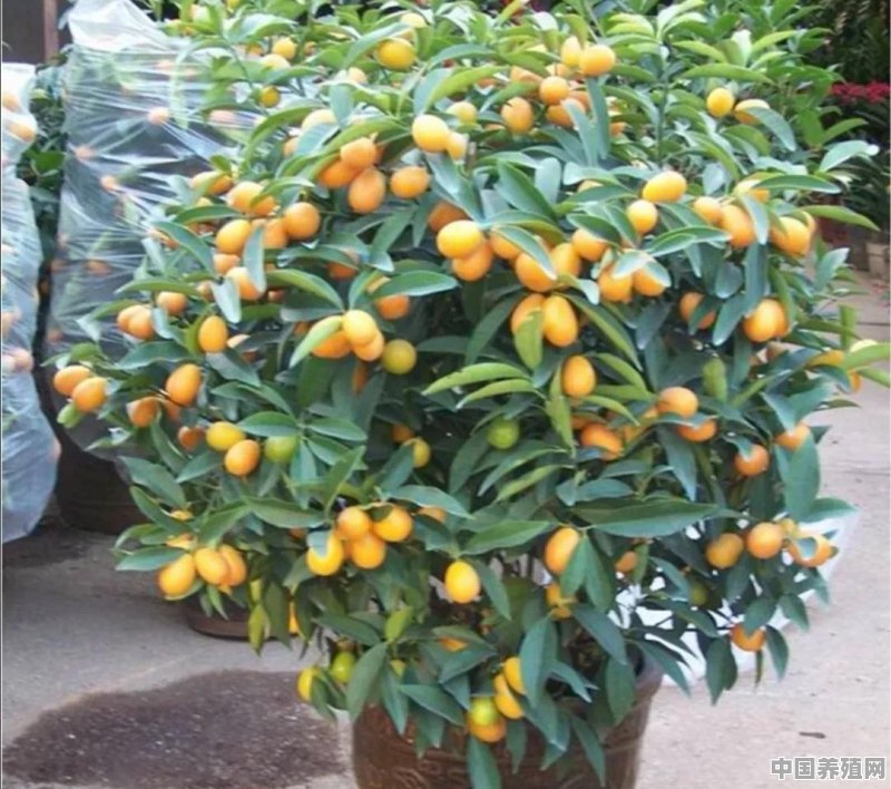 在室内想种植盆栽的橘子可以吗？什么品种好 - 中国养殖网
