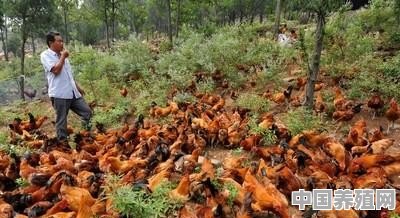 山地养鸡的场地选择重要吗 - 中国养殖网
