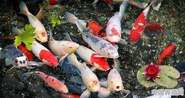 慈鲷鱼适合多少温度 - 中国养殖网