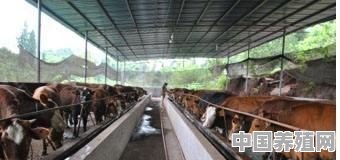 养殖场牛图片 - 中国养殖网