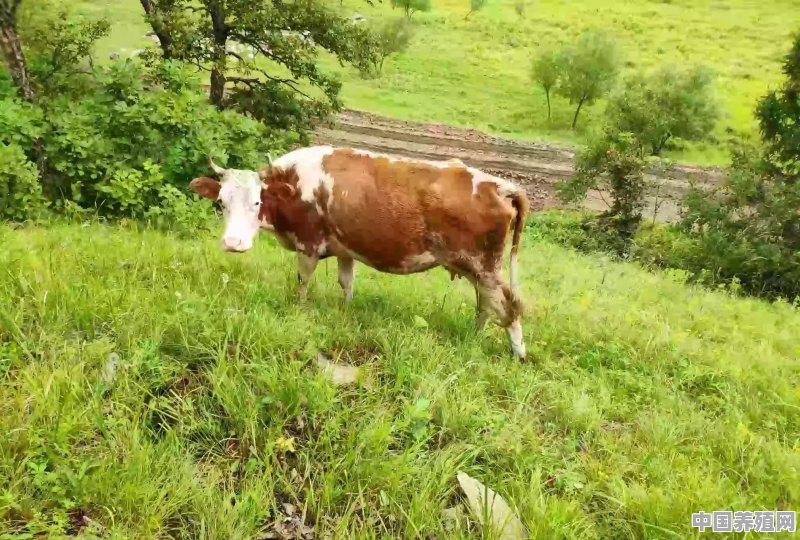 人家养殖的牛叫什么 - 中国养殖网