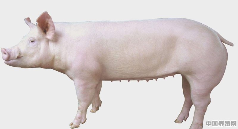 优质猪关键养殖技术 - 中国养殖网