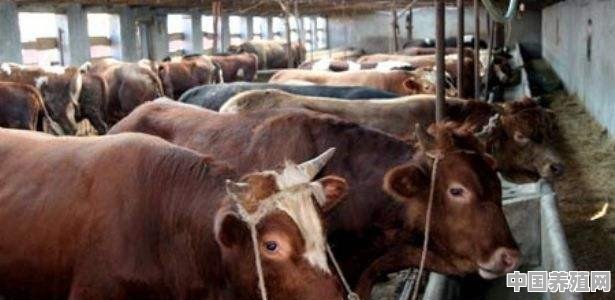 养殖牛成长过程 - 中国养殖网