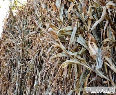 刚割下来的玉米秸秆能直接喂羊吗 - 中国养殖网