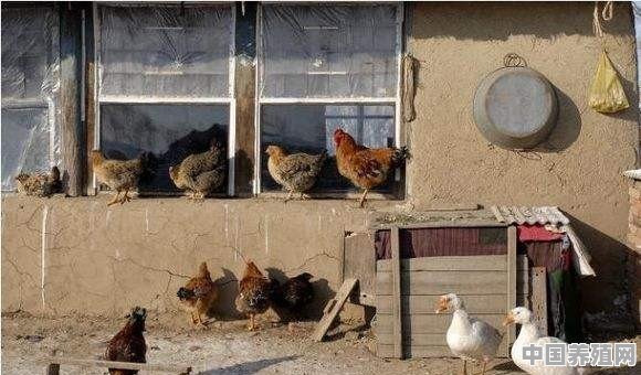 北方冬季鸡养殖注意事项 - 中国养殖网