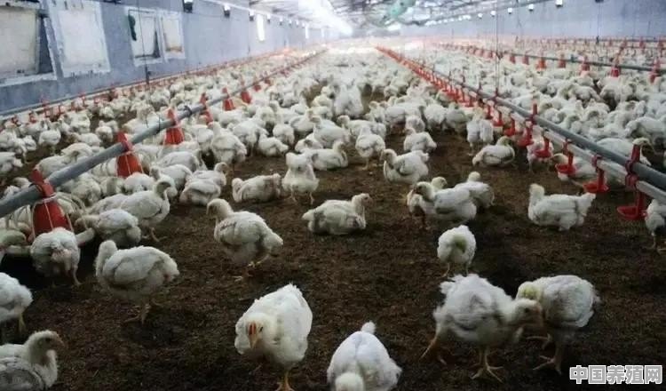 农村养殖速成鸡视频 - 中国养殖网