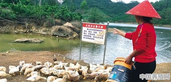 市场卖的鸭子怎么养 - 中国养殖网