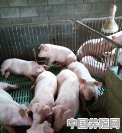 怎么样养殖猪肉最好 - 中国养殖网