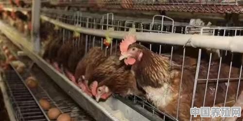 散养鸡每天死几只是什么原因 - 中国养殖网