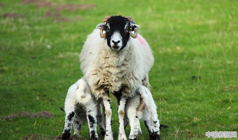 公羊和母羊的养殖年限分别是多少年 - 中国养殖网