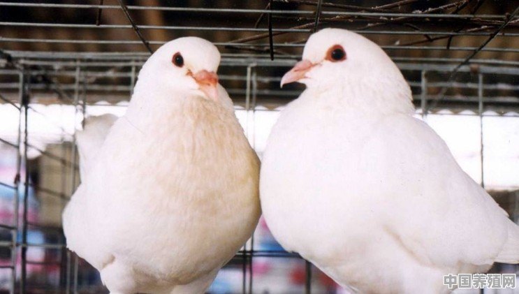 安徽养殖白羽鸡 - 中国养殖网