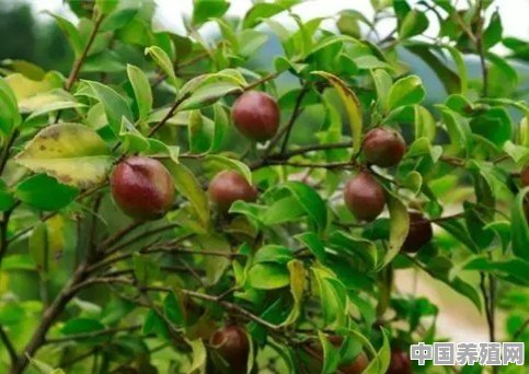 油橄榄怎么养殖的 - 中国养殖网