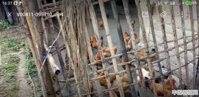 养鸭100000只利润和成本 - 中国养殖网