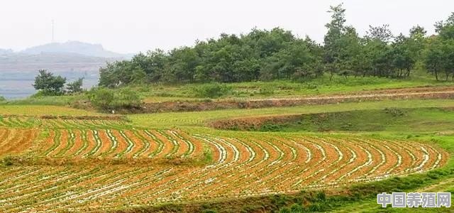 10亩山地如何建小农场 - 中国养殖网
