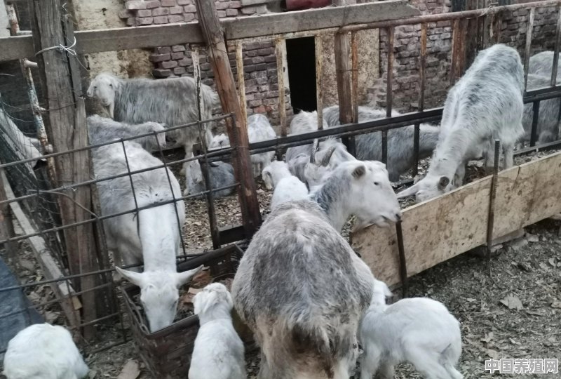 农村女人养殖猪视频 - 中国养殖网