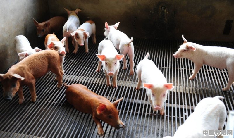 猪养殖技术与管理 - 中国养殖网