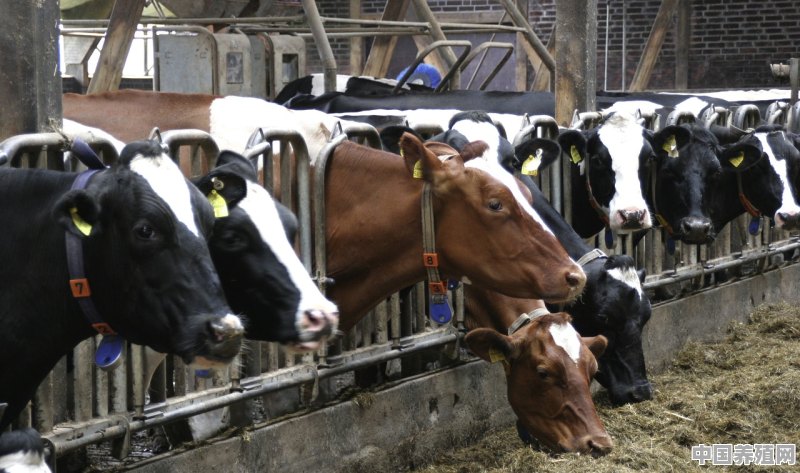肉牛养殖降低爬牛率的方法 - 中国养殖网