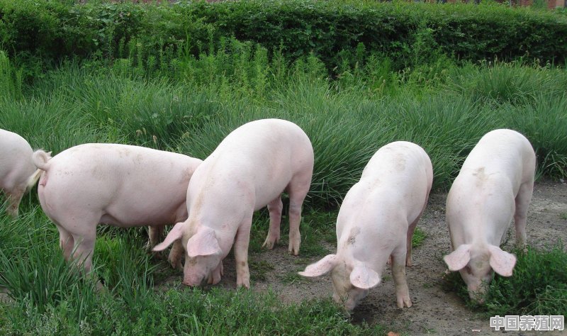 最早养殖猪的年代 - 中国养殖网