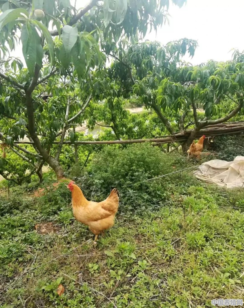 大风鸡怎么养殖 - 中国养殖网