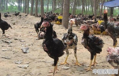斗鸡养殖怎么建设 - 中国养殖网