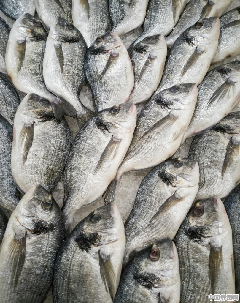 海鲜扇贝鱼养殖方法 - 中国养殖网