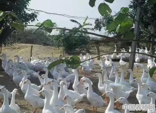 金定蛋鸭养殖技术 - 中国养殖网