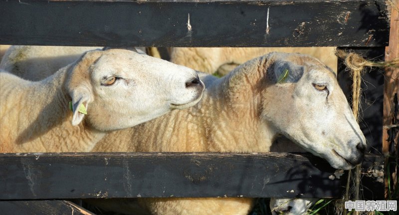 养几百只羊需要养殖证吗多少钱 - 中国养殖网