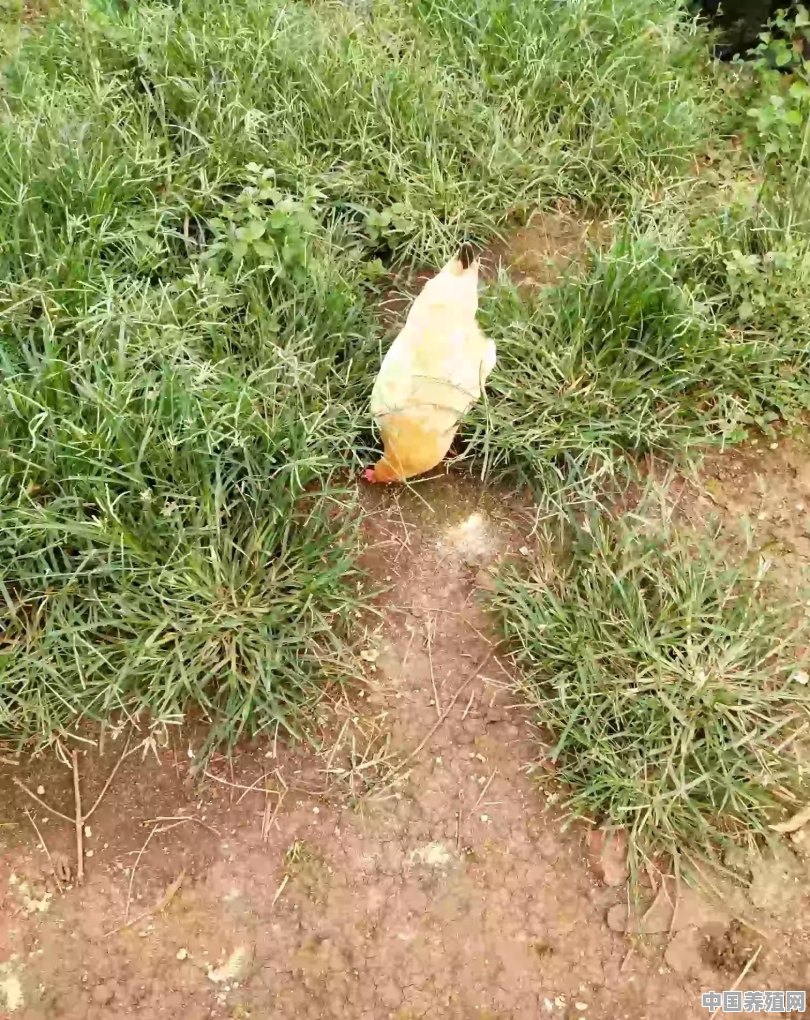 淡季鸡怎么养殖方法 - 中国养殖网