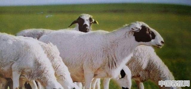 兰德瑞斯羊为什么国内养殖少 - 中国养殖网