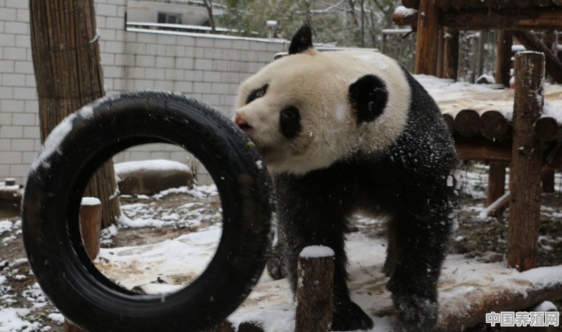熊猫在冰川时期为什么没冻死 - 中国养殖网