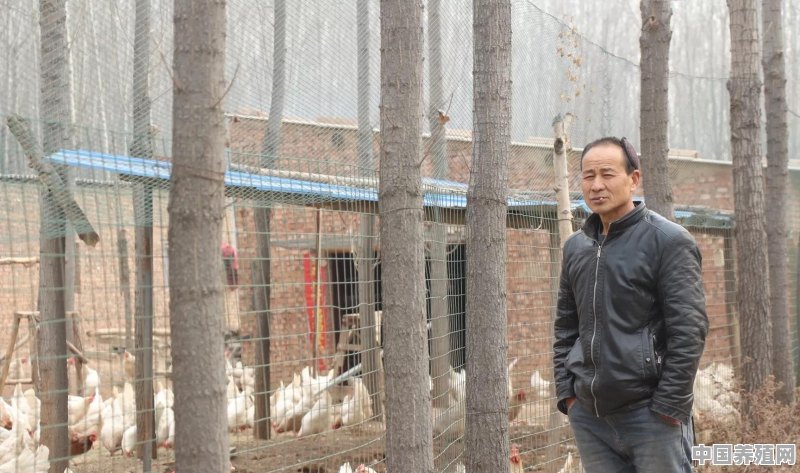 农村养鸡创业靠谱吗 - 中国养殖网