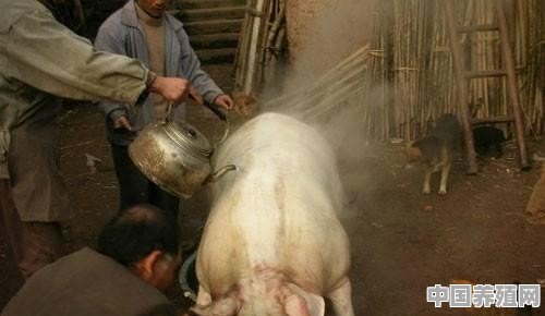恩施牲猪养殖政策最新 - 中国养殖网