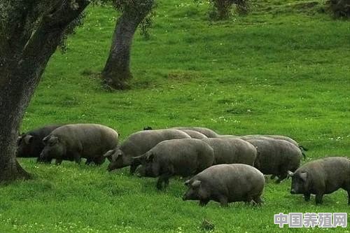 吉林猪养殖户有多少 - 中国养殖网