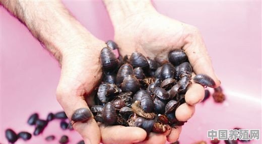 公甲鱼怎么做好吃 - 中国养殖网