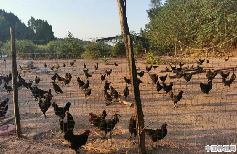 刚进的小鸡让老鼠咬死几十只怎么办 - 中国养殖网