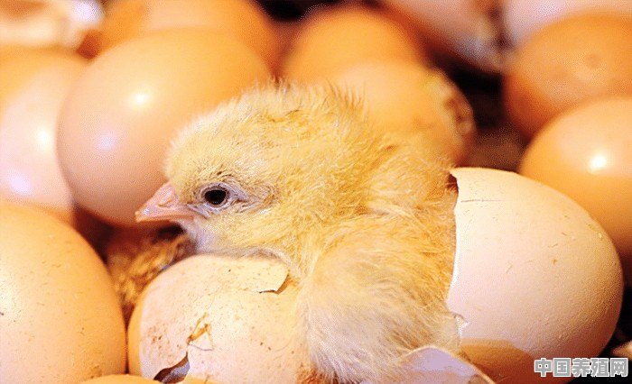 雏鸡如何进行日常管理工作 - 中国养殖网