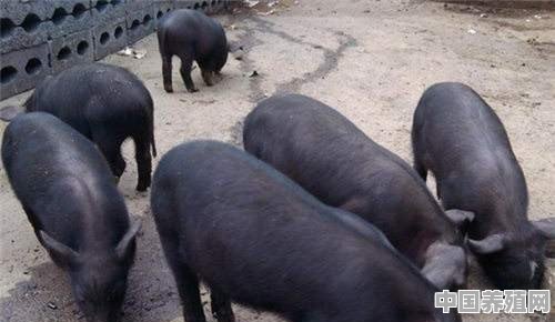 农村自养的土猪会受非洲猪瘟感染和影响吗 - 中国养殖网