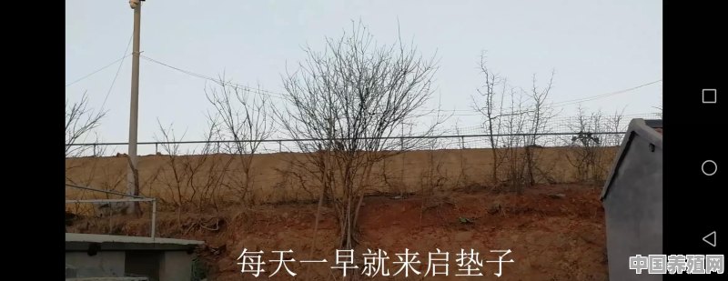 什么树耐寒不怎么需要阳光 - 中国养殖网