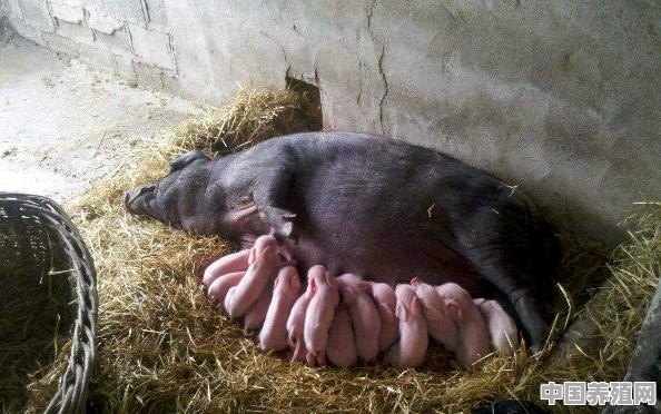 300斤的猪要养多久 - 中国养殖网